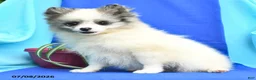 Pomeranian dogs for sale: Mable - Ad 3