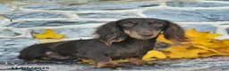Miniature Dachshund dogs for sale: Sweetheart - Ad 4