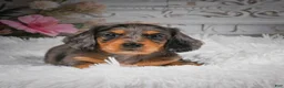 Miniature Dachshund dogs for sale: AKC-Hudson - Ad 6