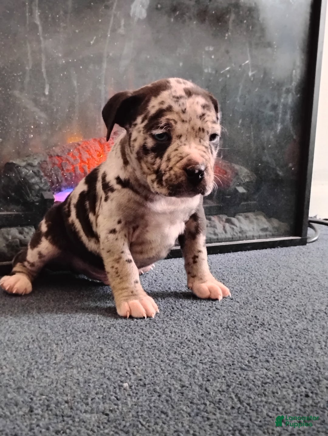American Bully dogs for sale: KANO - Ad 7