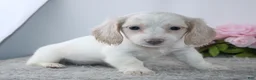 Miniature Dachshund dogs for sale: Infinity - Ad 5