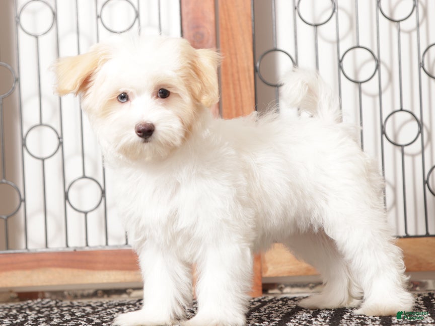 Maltipoo dogs Nina - Ad 19