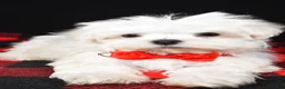 Maltese dogs for sale: Victor - Ad 4