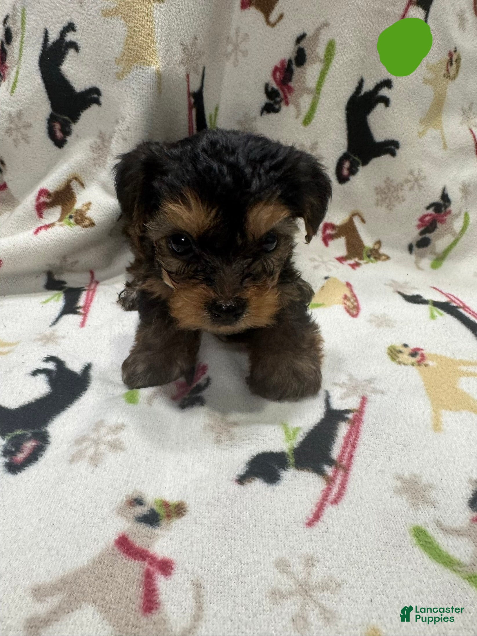 Yorkshire Terrier dogs Yorkshire Terrier Puppy 3 - Ad 7