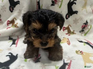 Yorkshire Terrier dogs Yorkshire Terrier Puppy 3 - Ad 7