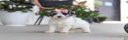 Havapoo dogs for sale: Cuddles  - Ad 5