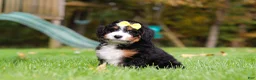 Mini Bernedoodle dogs for sale: Taylor - Ad 4