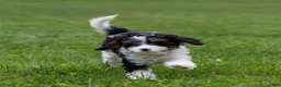 Cavapoo dogs for sale: Crusher Cavapoo Puppy  - Ad 10