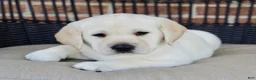 Labrador Retriever dogs for sale: Destiny - Ad 4