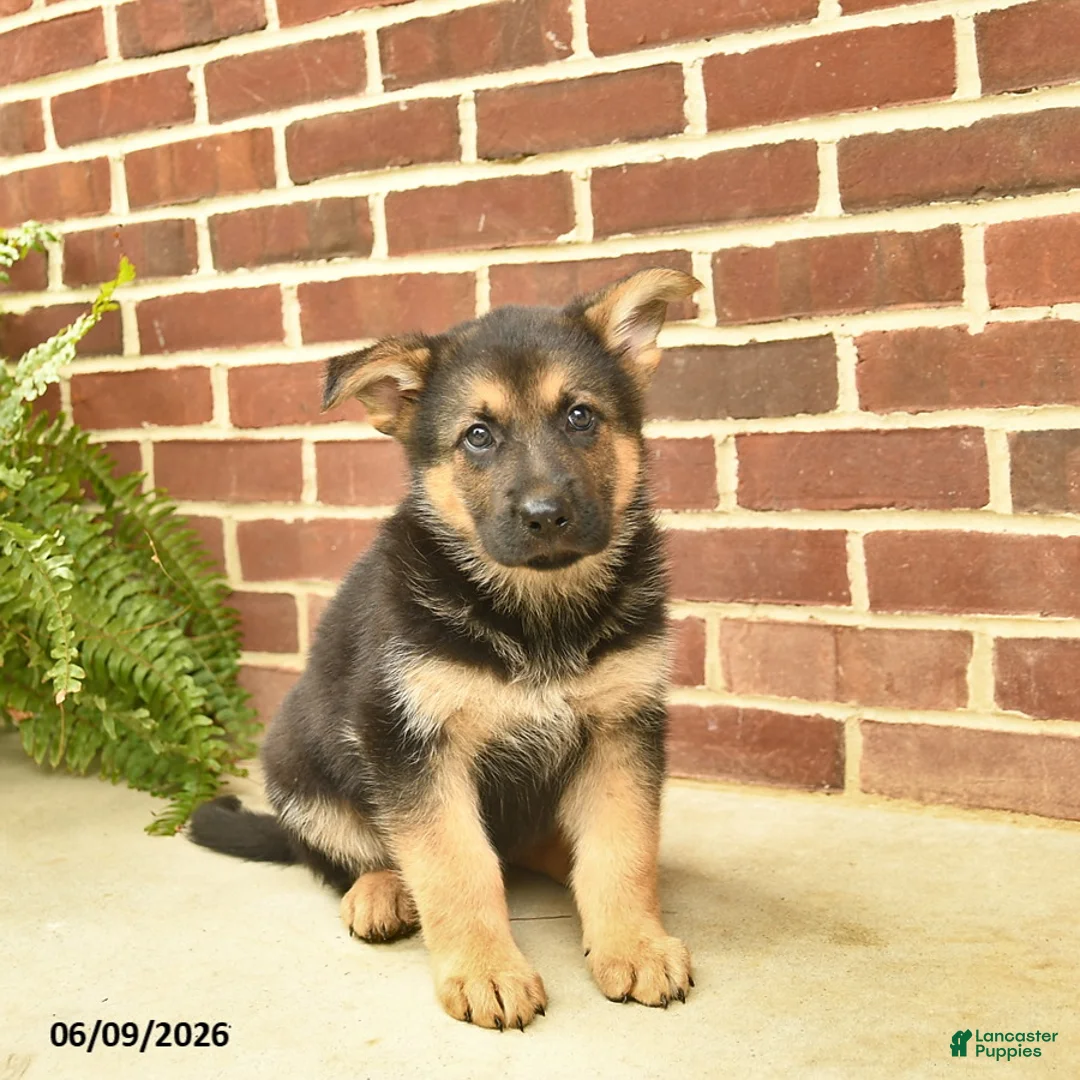German Shepherd dogs for sale: Buddy - Ad 1