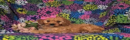 Cavapoo dogs for sale: Tootsie - Ad 6