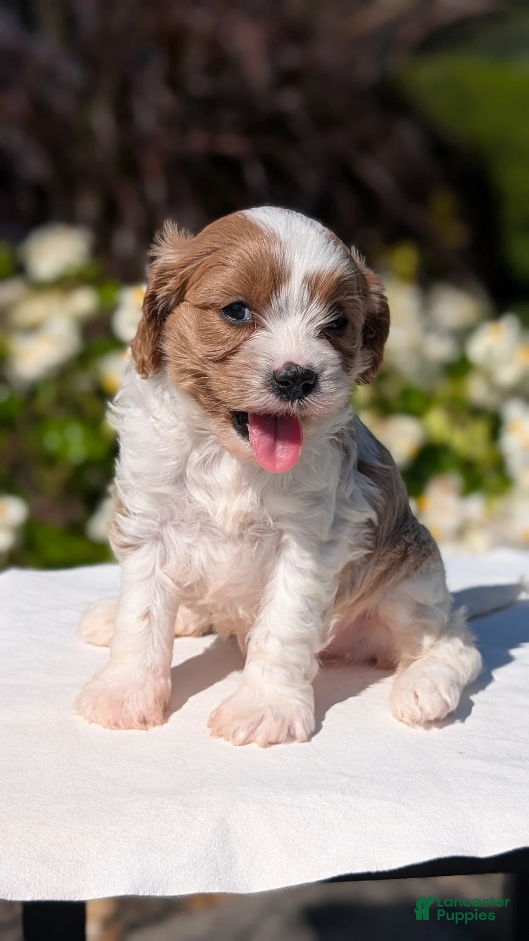 Cavapoo dogs for sale: Olive - Ad 2