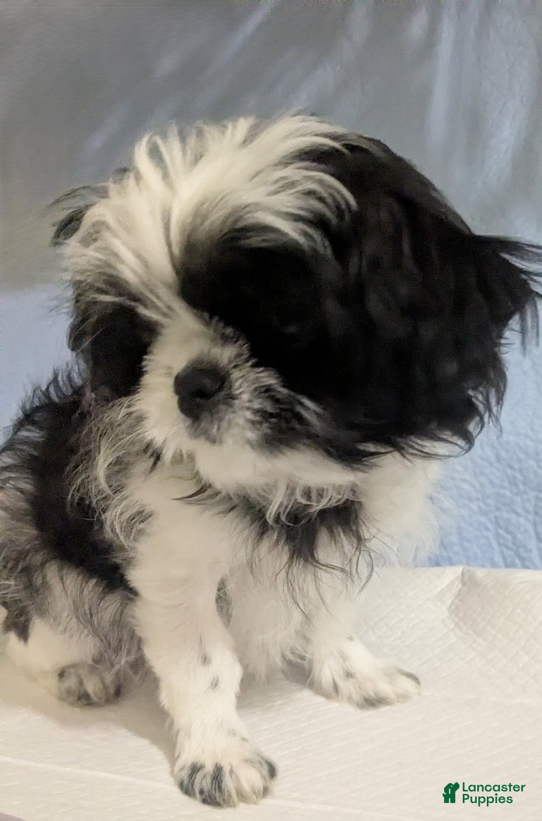 Shih Tzu dogs for sale: Imperial  Shih Tzu  Serafina Red Collar  - Ad 1