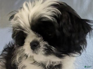 Shih Tzu dogs Imperial Shih Tzu Serafina Red Collar - Ad 22