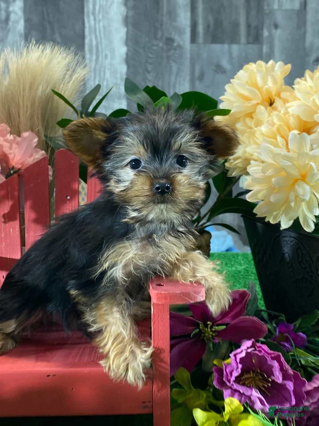 Yorkshire Terrier dogs for sale: Yo-yo  - Ad 5