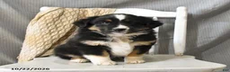 Miniature Australian Shepherd dogs for sale: Lollipop - Ad 4
