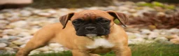 Boxer dogs for sale: Flora - Ad 1