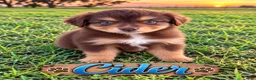 Miniature Australian Shepherd dogs for sale: Cider - Ad 1