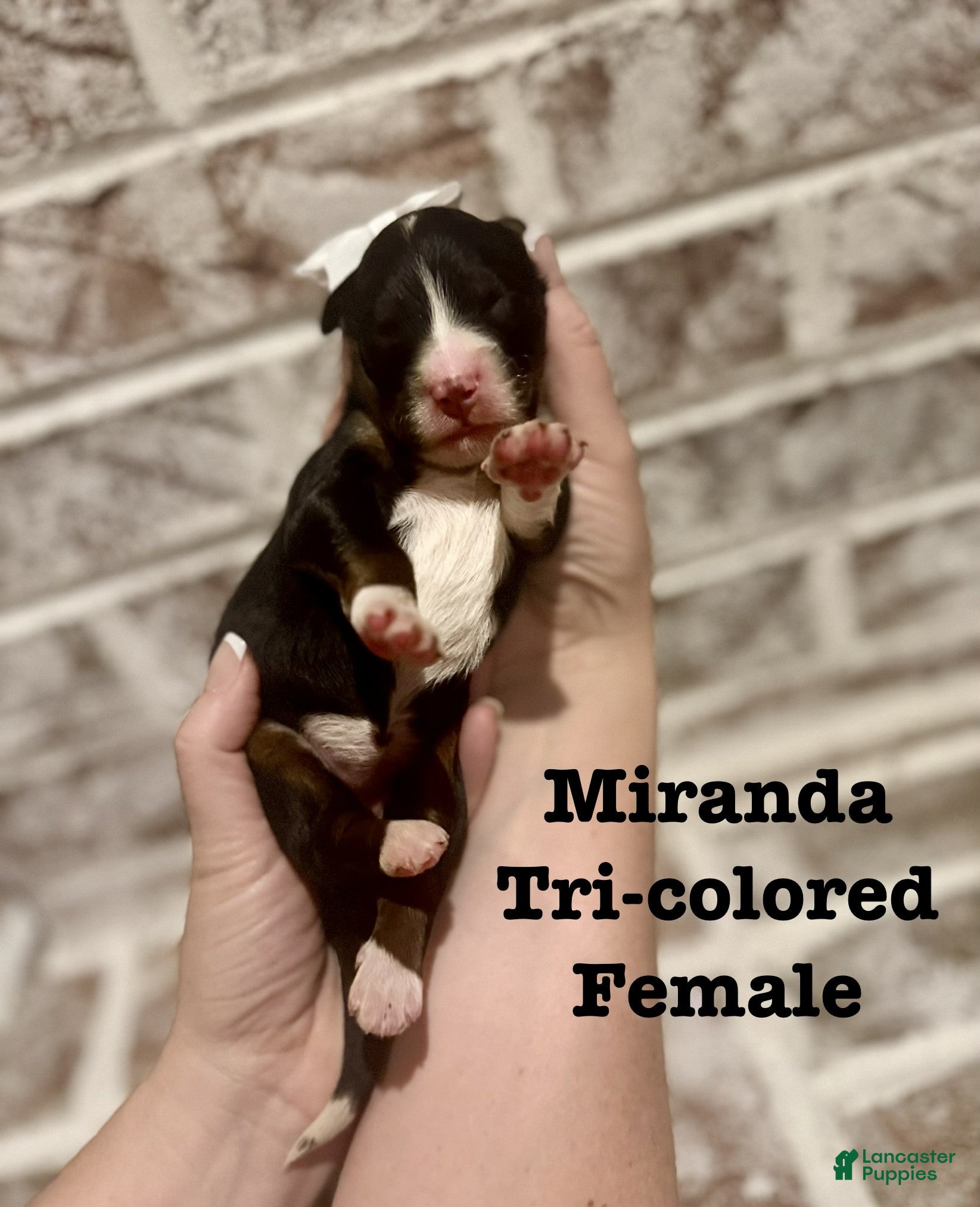 Bernedoodle dogs Miranda - Ad 8