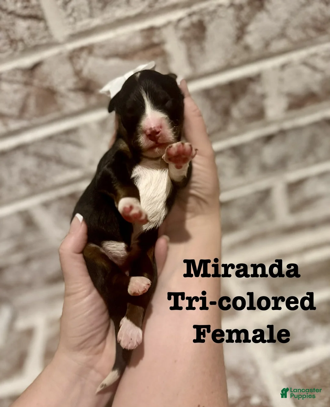 Bernedoodle dogs for sale: Miranda - Ad 1