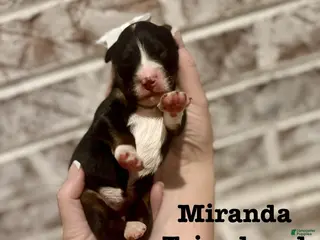 Bernedoodle dogs Miranda - Ad 8