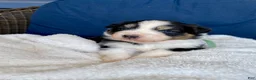 Australian Shepherd dogs for sale: Australian Shepherd- Buddy - Ad 6