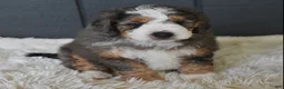 Mini Bernedoodle dogs for sale: Jett F1b - Ad 5
