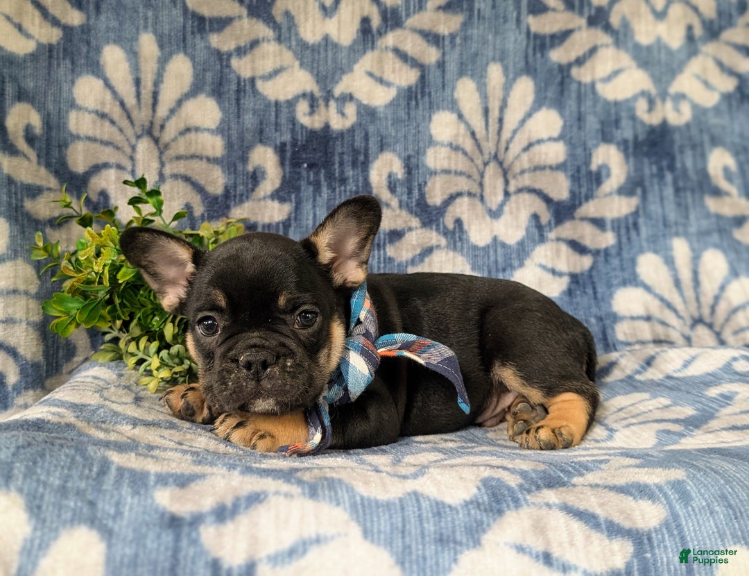 French Bulldog dogs for sale: Nadia - Ad 37