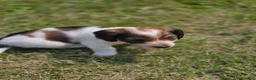 Miniature Dachshund dogs for sale: Grizz - Ad 6