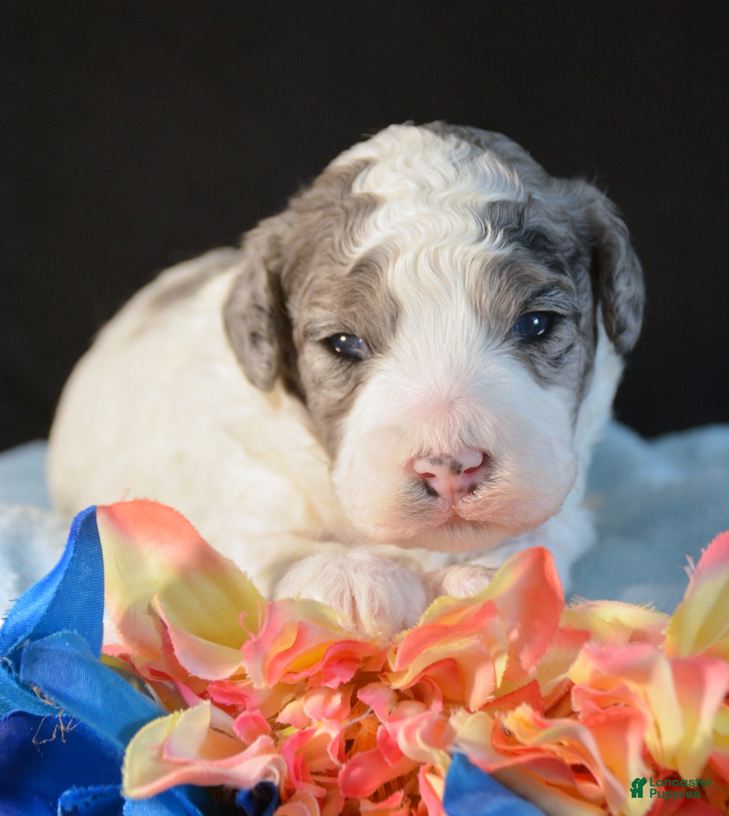 Mini Bernedoodle dogs Micro Bernedoodle Puppy 6 Bella - Ad 28