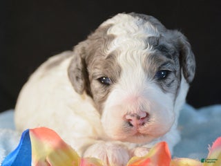 Mini Bernedoodle dogs Micro Bernedoodle Puppy 6 Bella - Ad 28