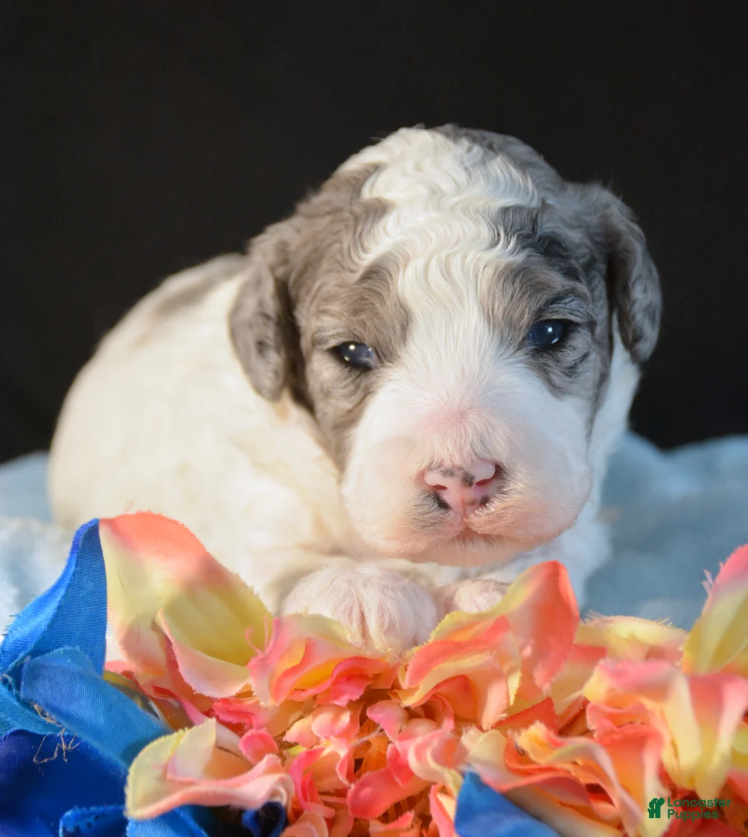 Mini Bernedoodle dogs for sale: Micro Bernedoodle Puppy 6 Bella - Ad 3