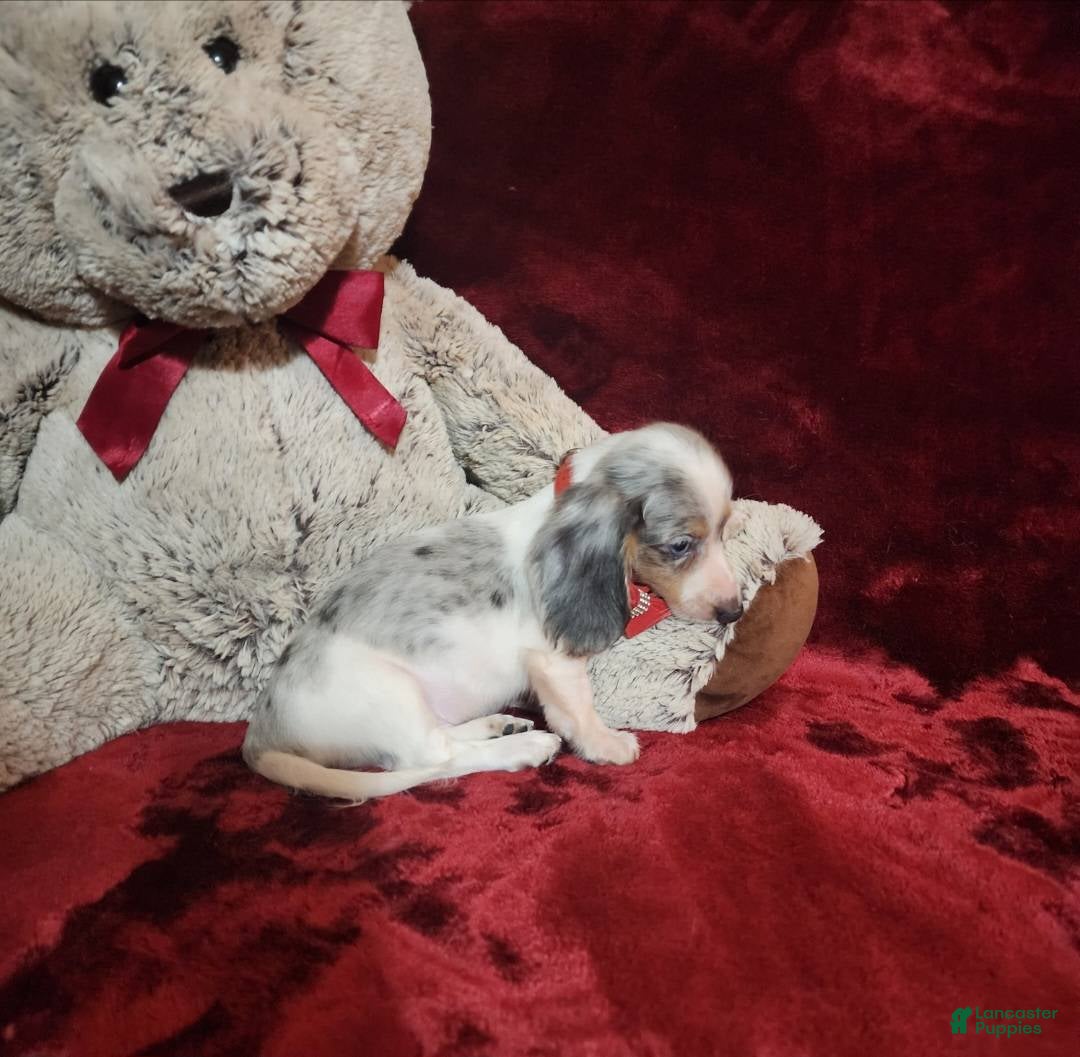 Miniature Dachshund dogs for sale: STORMY - Ad 9