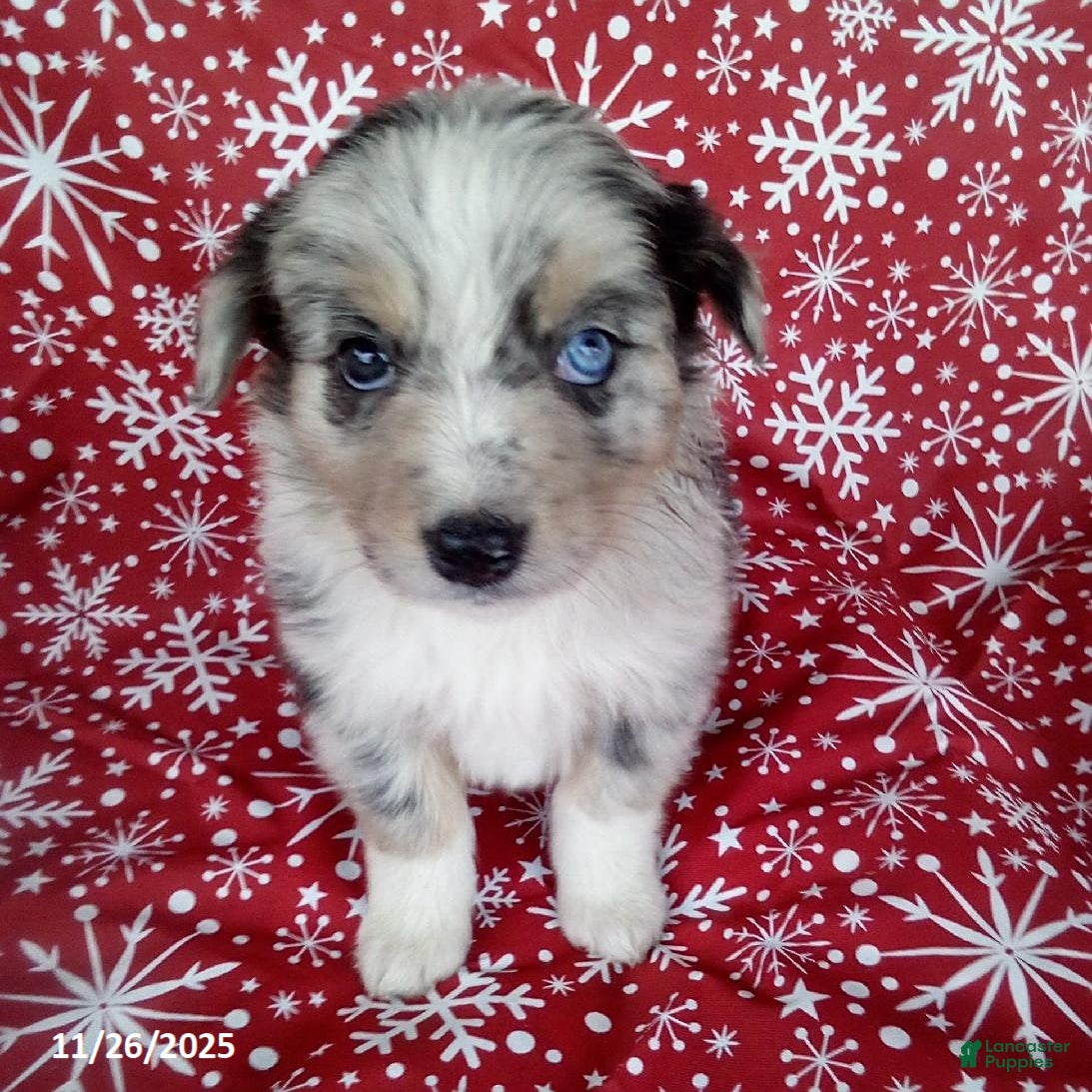 Miniature Australian Shepherd dogs Buckeye - Ad 3