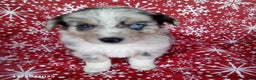 Miniature Australian Shepherd dogs for sale: Buckeye - Ad 1