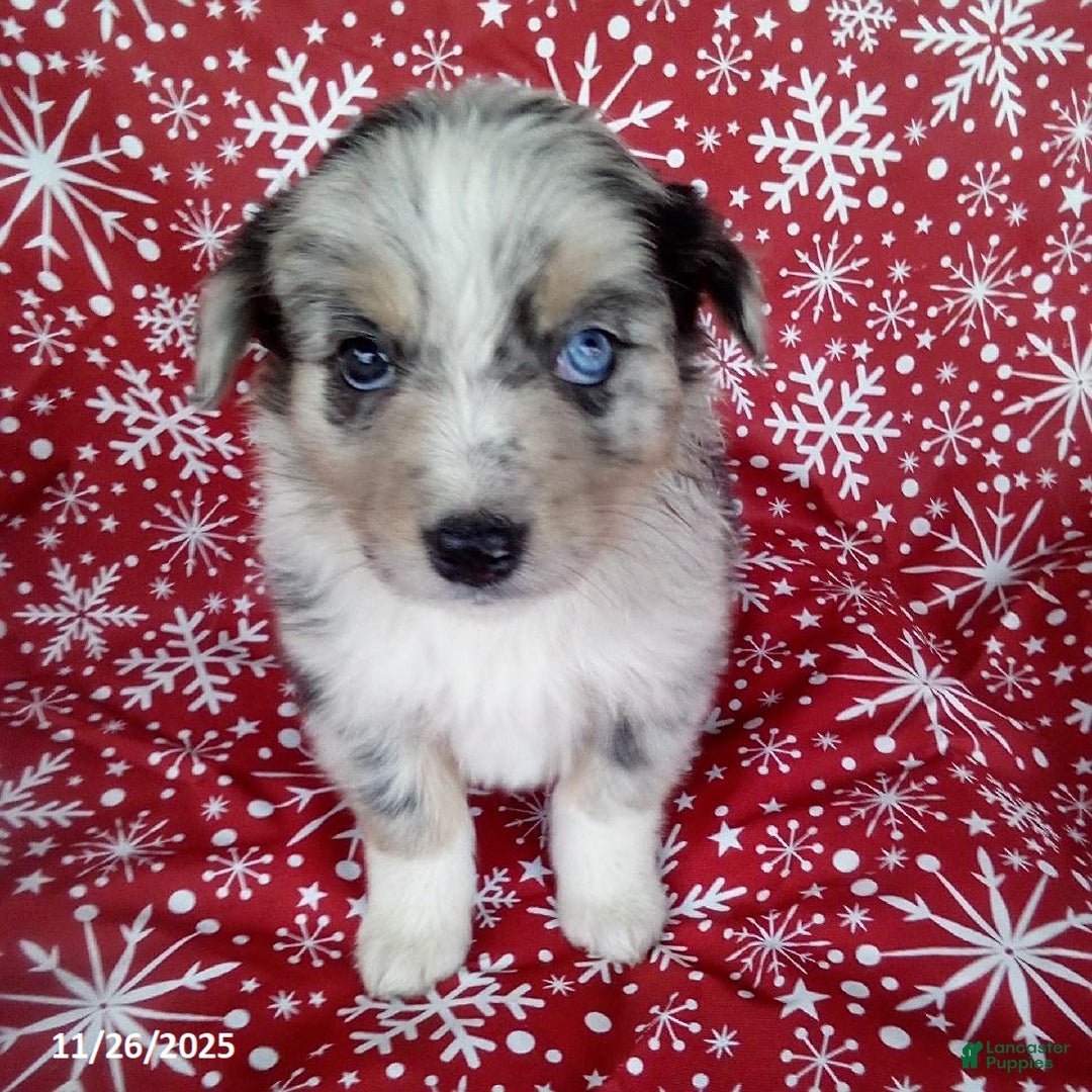 Miniature Australian Shepherd dogs for sale: Buckeye - Ad 1