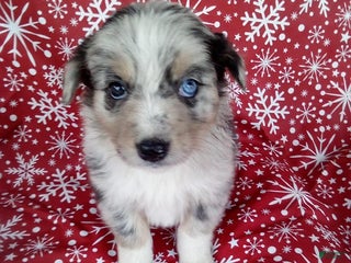 Miniature Australian Shepherd dogs Buckeye - Ad 15