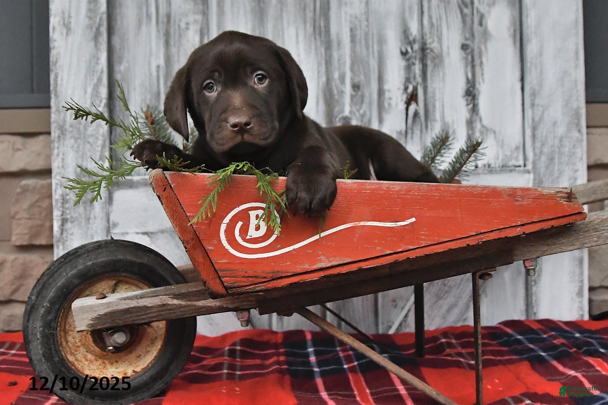 Labrador Retriever dogs Oliver - Ad 26