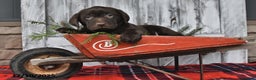 Labrador Retriever dogs for sale: Oliver - Ad 1