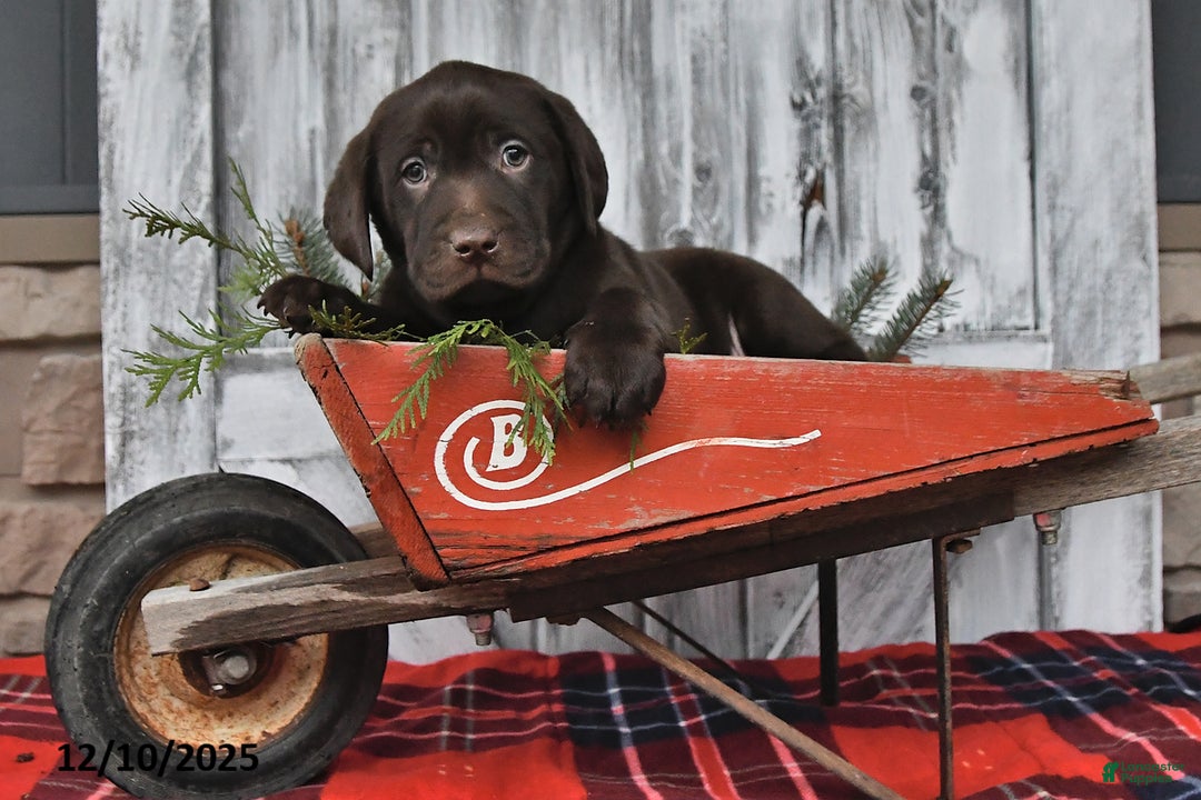 Labrador Retriever dogs for sale: Oliver - Ad 1