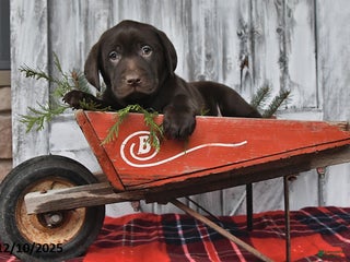 Labrador Retriever dogs Oliver - Ad 36