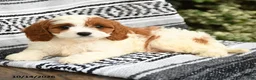 Cavapoo dogs for sale: Jasper - Ad 3