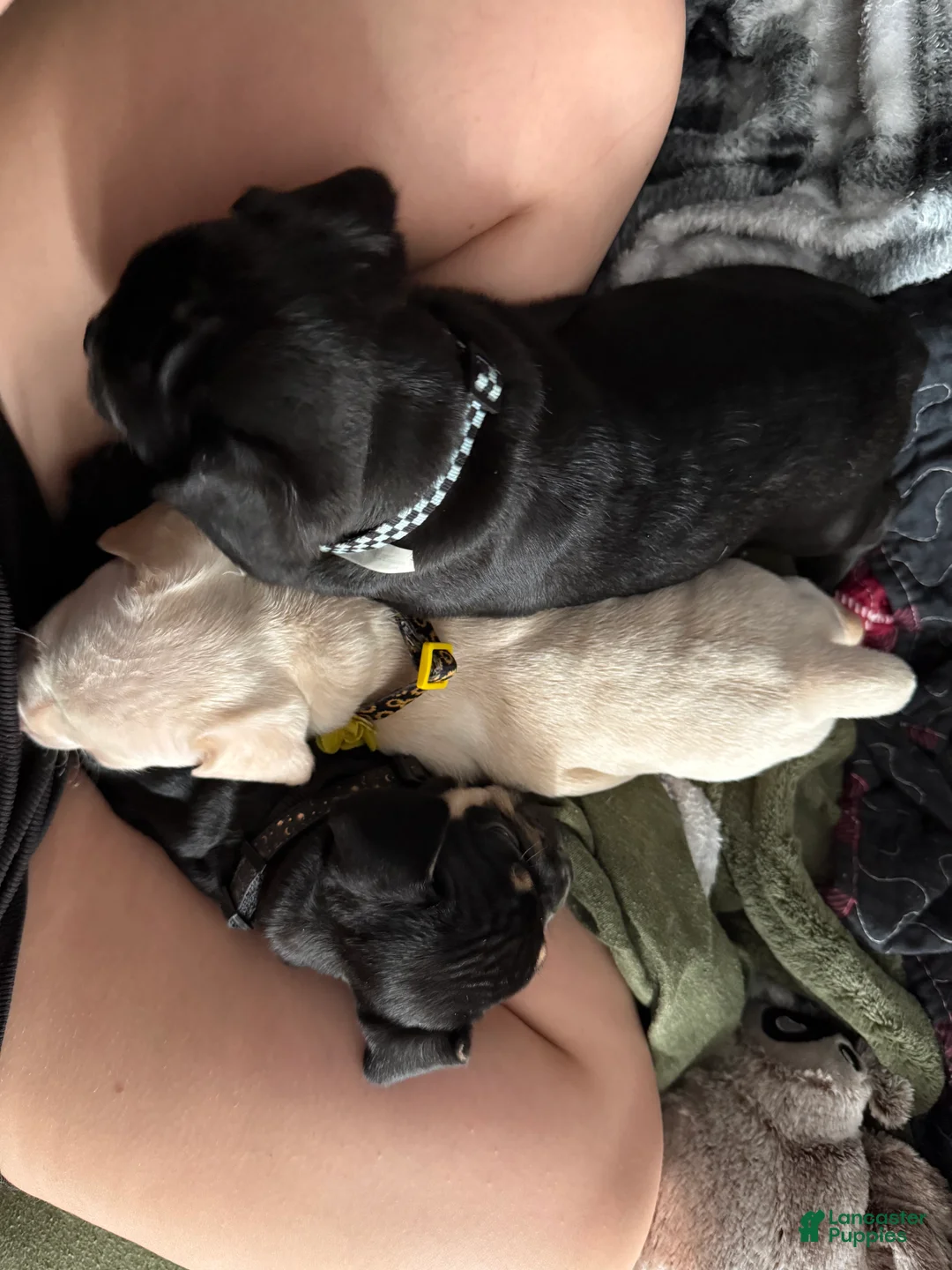 Mixed Breed dogs for sale: Mixed Breed 2 - Ad 2