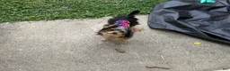 Yorkshire Terrier dogs for sale: Yorkie (teacup) - Ad 2