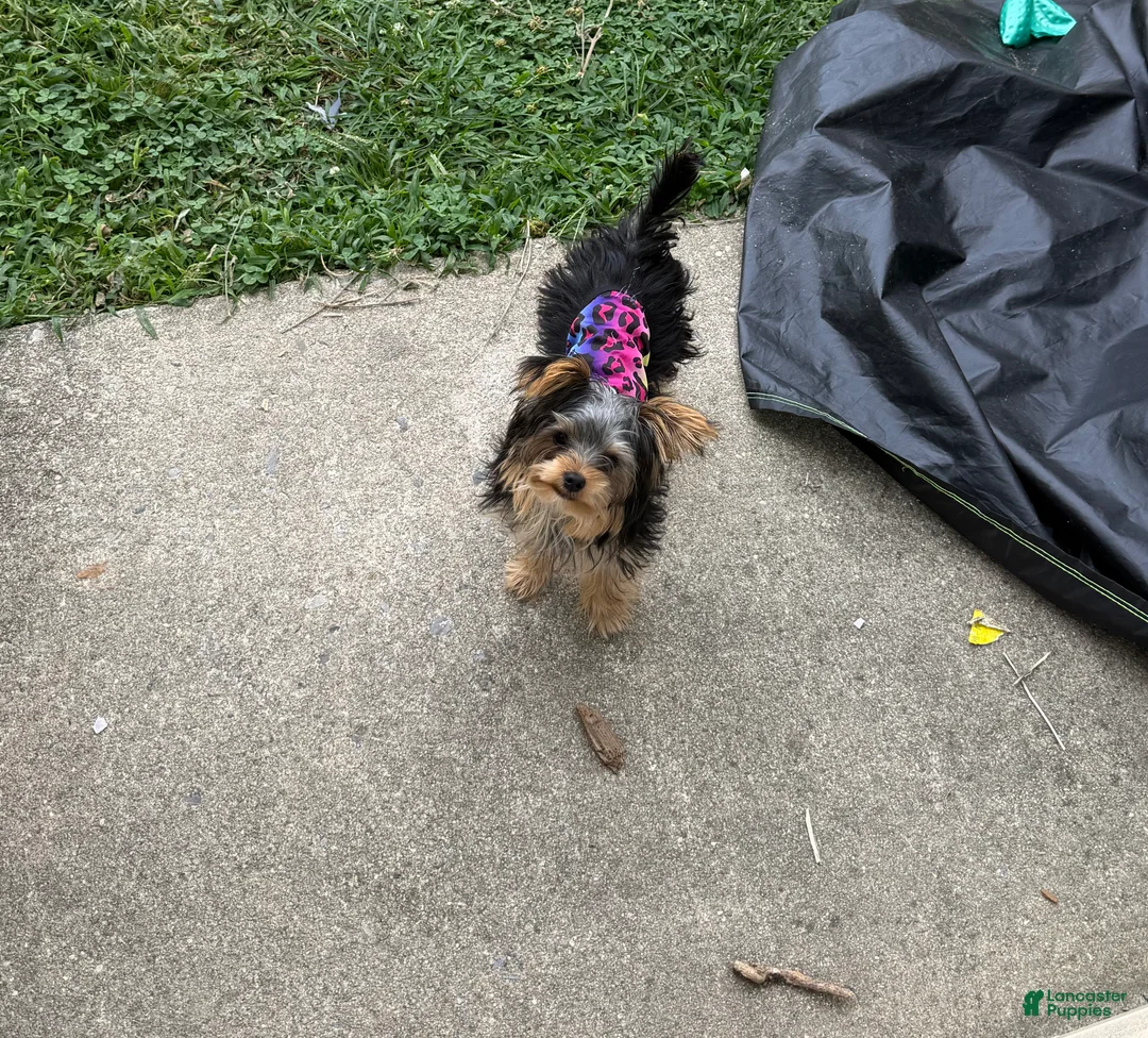 Yorkshire Terrier dogs for sale: Yorkie (teacup) - Ad 2