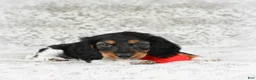 Miniature Dachshund dogs for sale: Charlie - Ad 2
