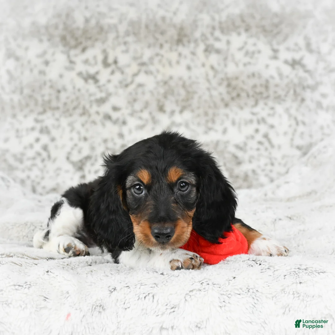 Miniature Dachshund dogs for sale: Charlie - Ad 2
