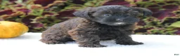 Yorkiepoo dogs for sale: Kara - Ad 4