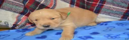 Golden Retriever dogs for sale: Mason - Ad 2