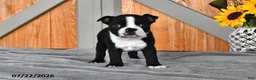 Boston Terrier dogs for sale: Twilight - Ad 3